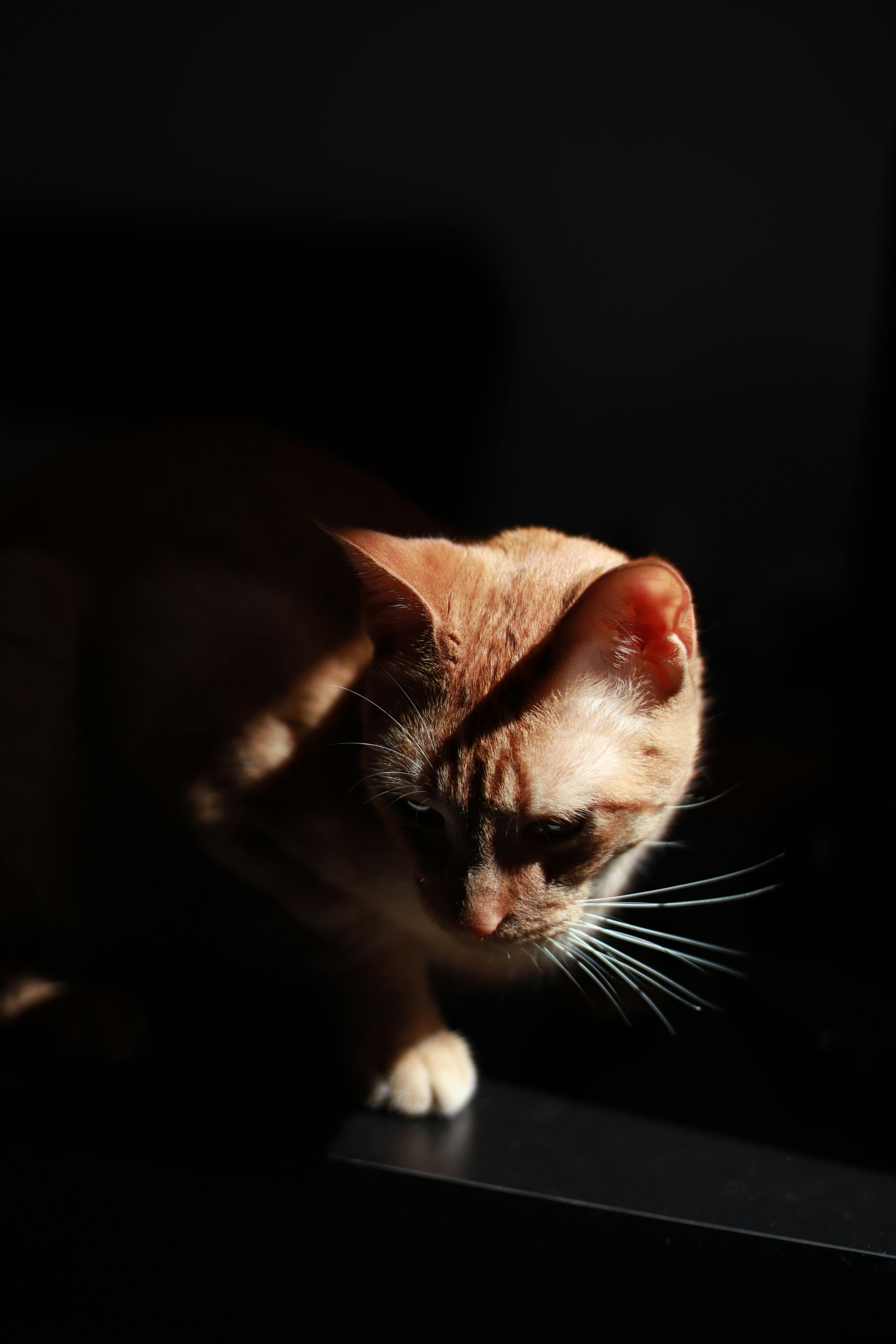 Top 5 Science Diet Urinary Cat Food Options for 2025 Health