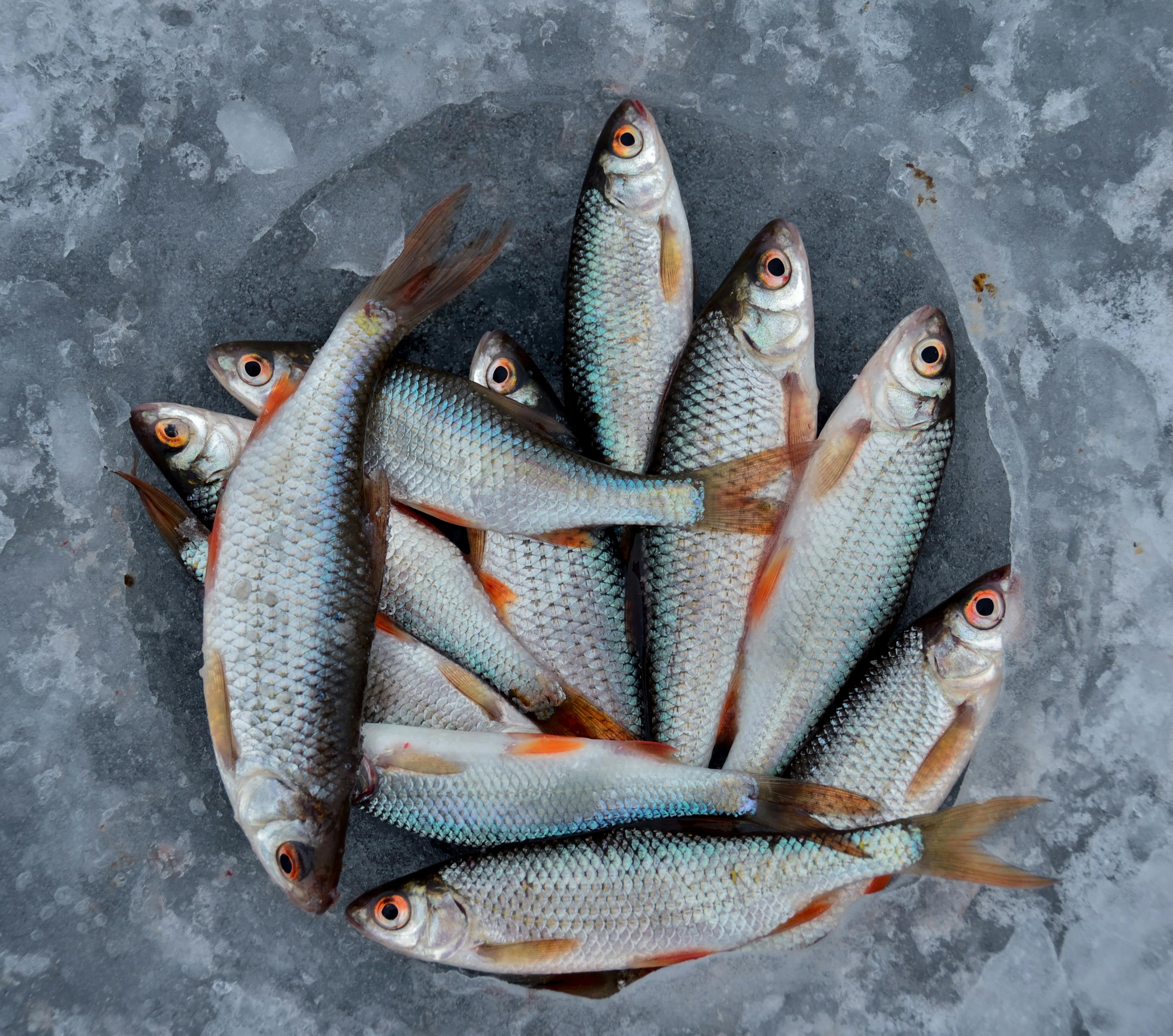 How to Better Navigate Basking Shark Diet: 5 Practical Insights for 2025