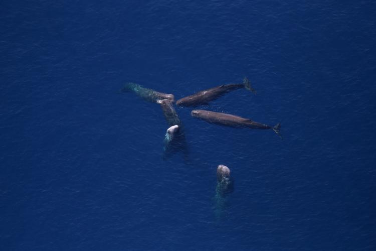 Effective Ways to Understand Sperm Whale Diet for 2025: Discover Their Eating Habits