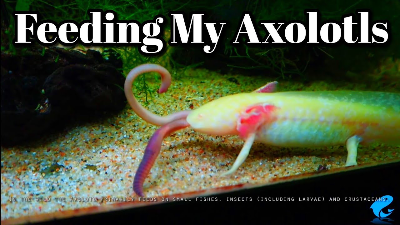 Complete Guide to Axolotl Diet: Essential Foods for Optimal Health in 2025