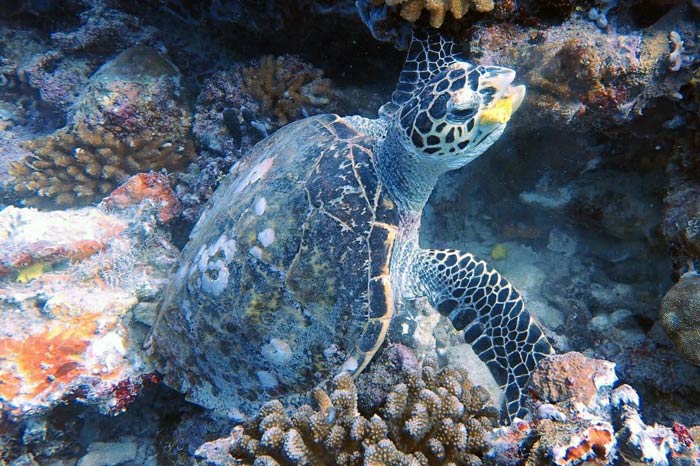 Leatherback Sea Turtle Feeding