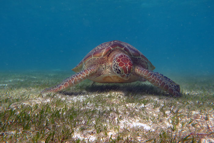 Leatherback Turtle Diet and Ecology