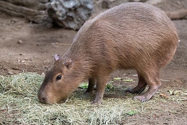 Capybara in its natural diet