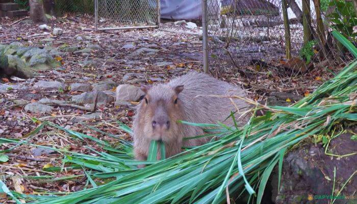 Capybara enjoying its meal