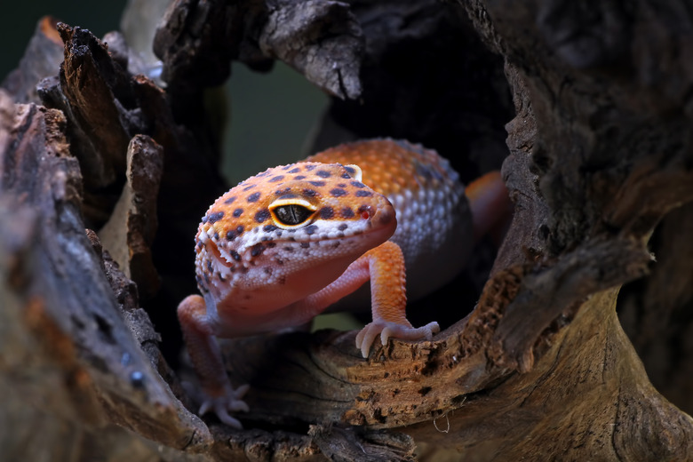 Leopard Gecko Diet