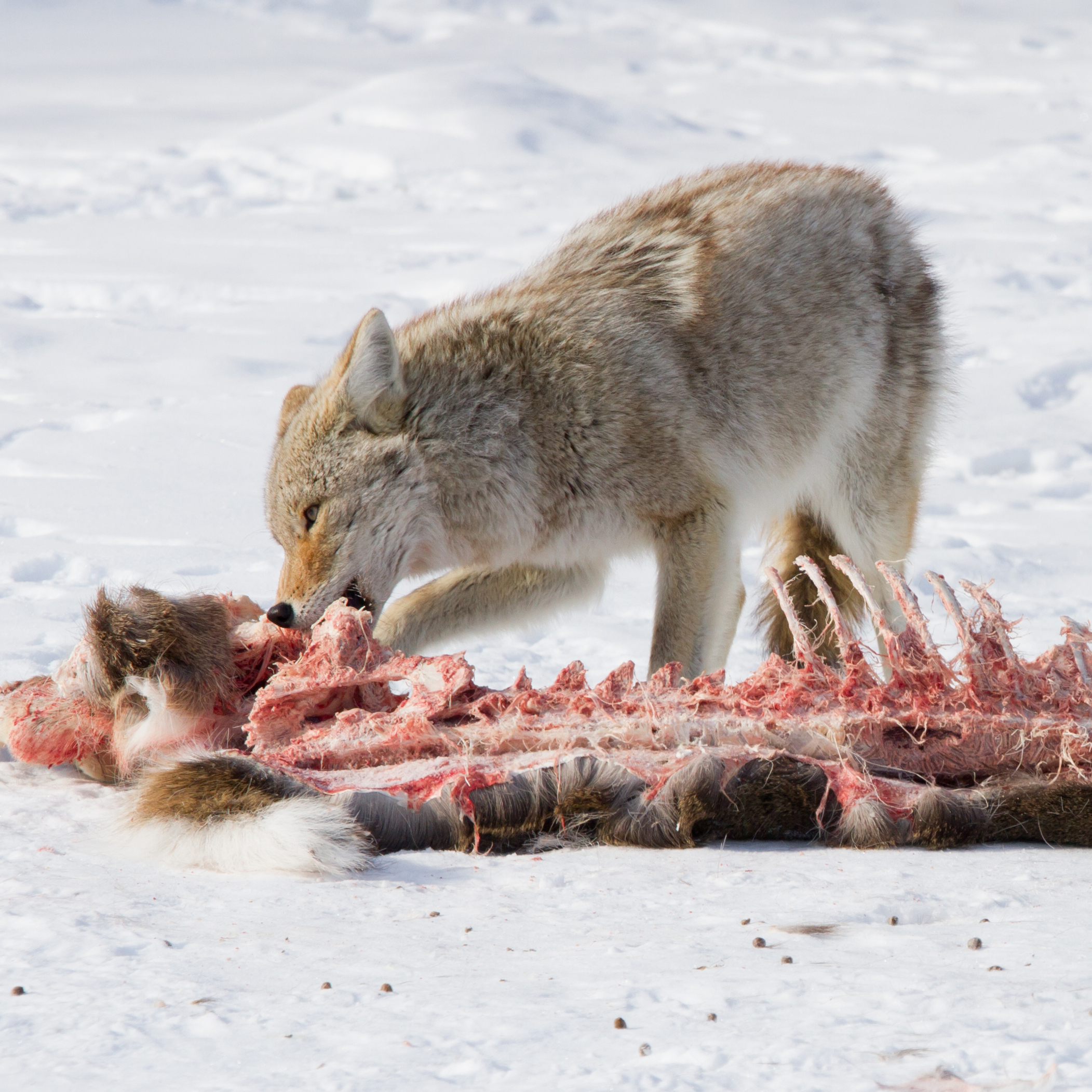 Smart Ways to Optimize Your Coyote Diet for Better Health in 2025