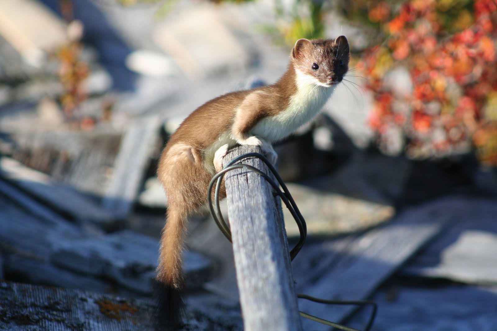 Stoat Diet