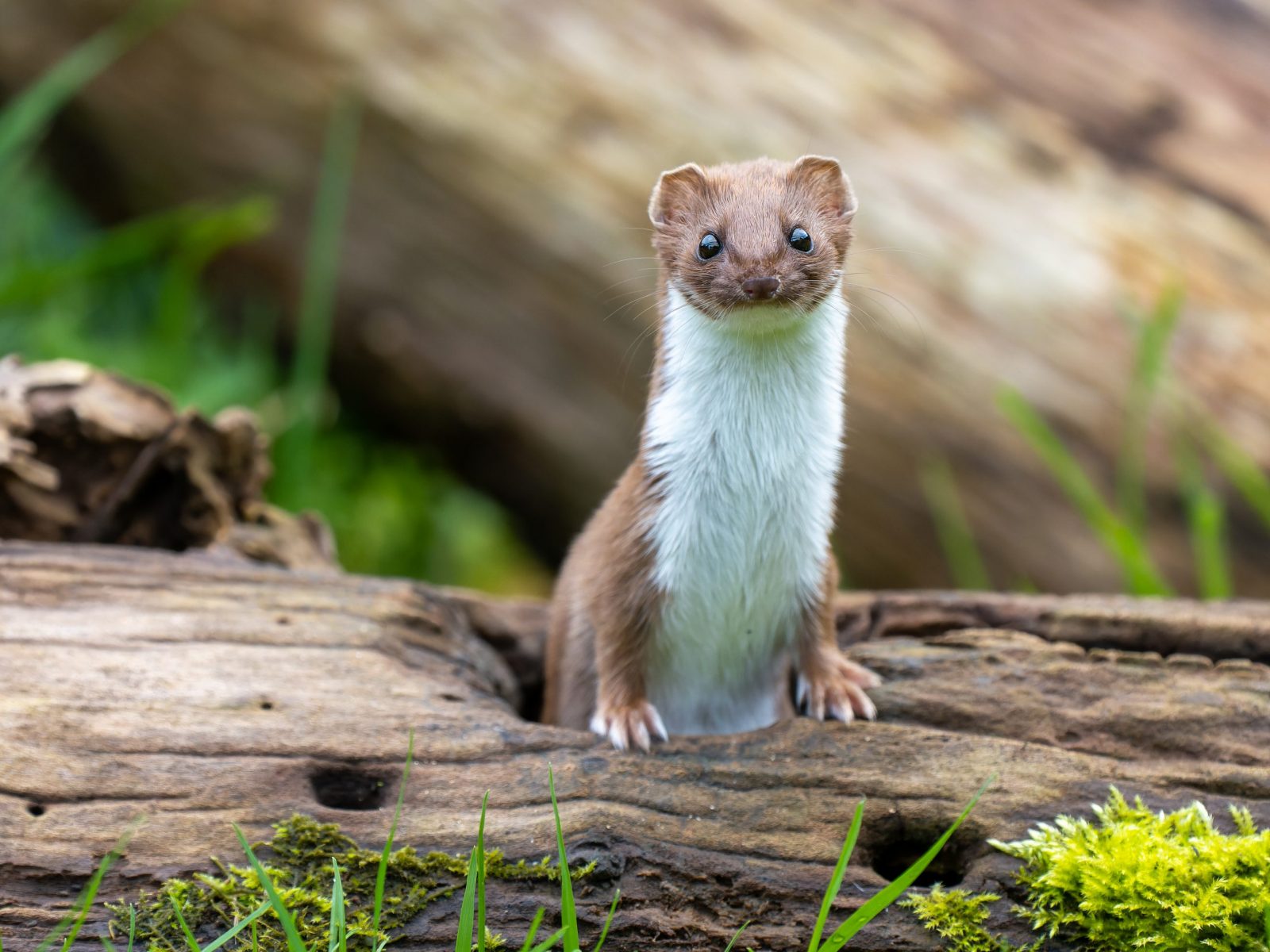 Stoat Feeding in the Wild