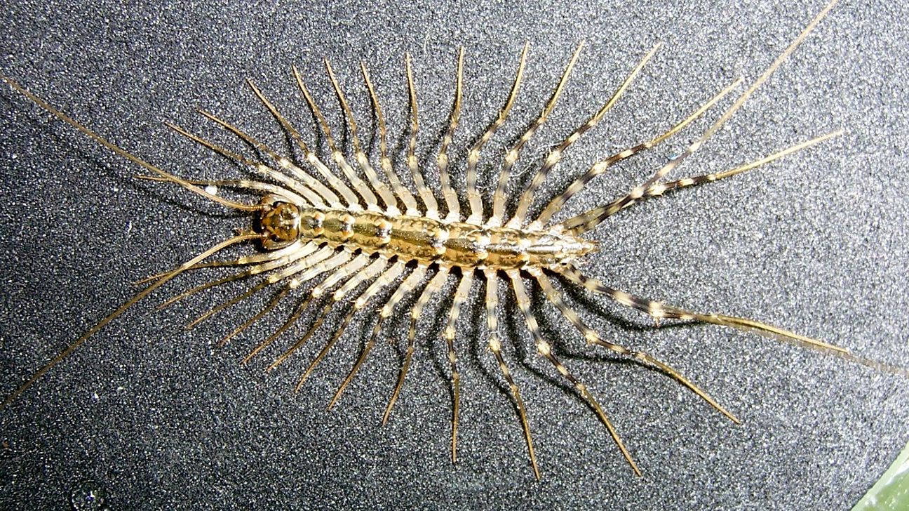 Complete Guide to House Centipede Diet: Find Out What They Eat in 2025!