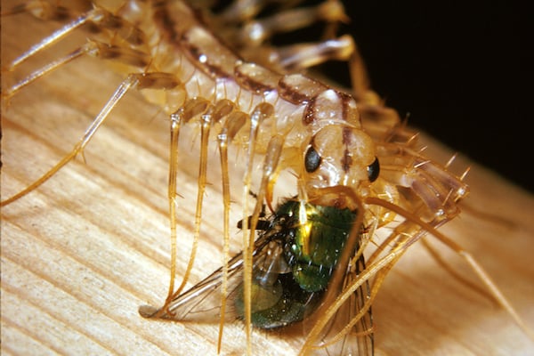 House Centipede Feeding Habits