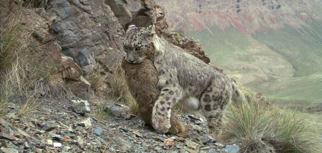 Essential Guide to Snow Leopard Diet: Discover Latest Feeding Habits in 2025