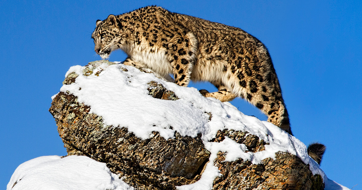 Himalayan Ecosystem of Snow Leopards