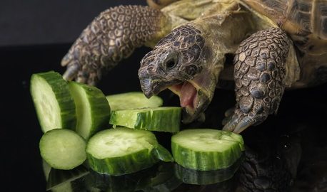 Russian tortoise diet