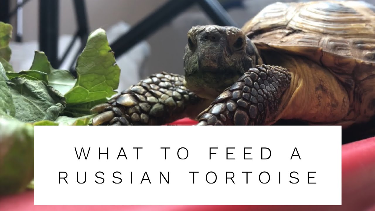 Foods for russian tortoise