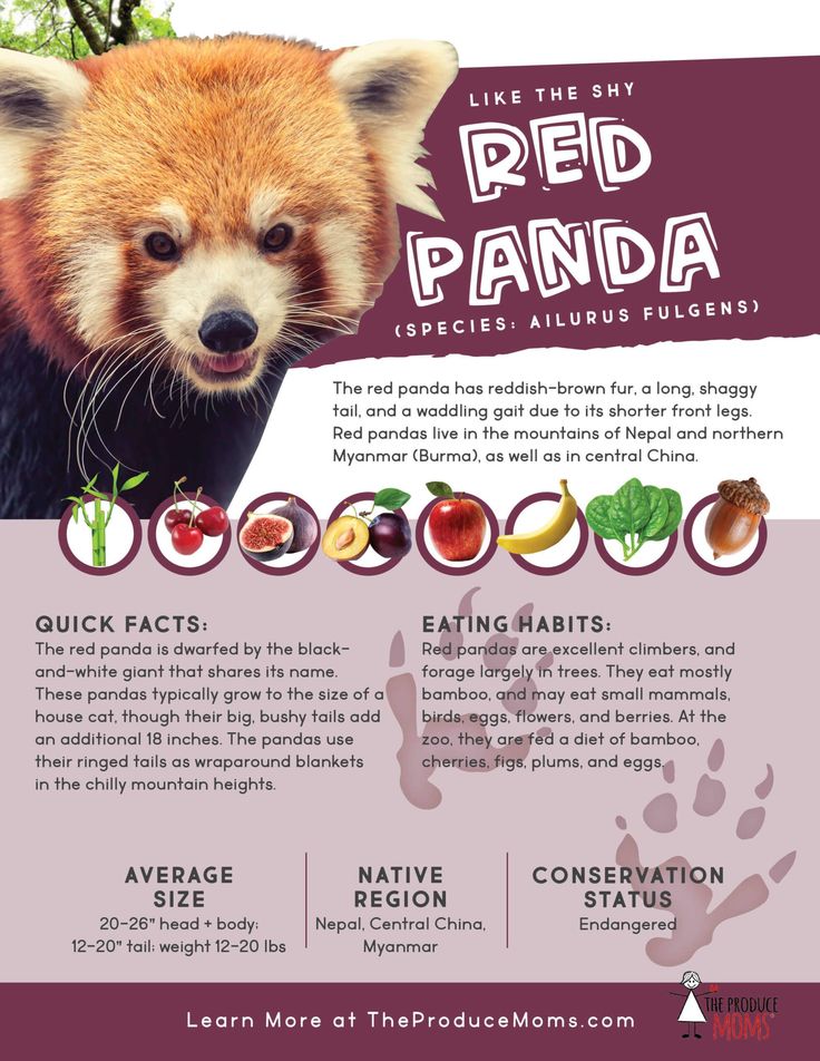 Smart Ways to Improve Your Red Panda Diet: Essential Tips for 2025