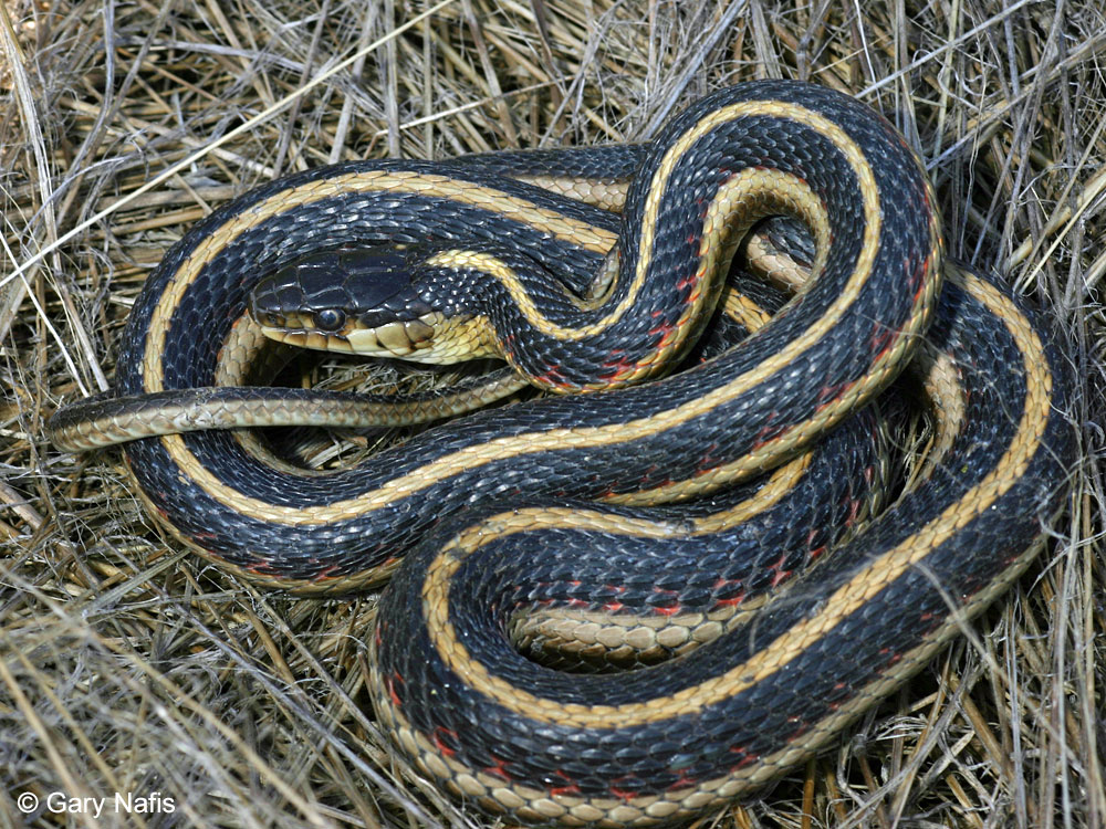 Smart Guide to Garter Snake Diet: Explore Essential Insights for 2025