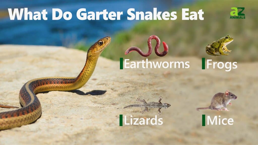 Garter Snake Diet