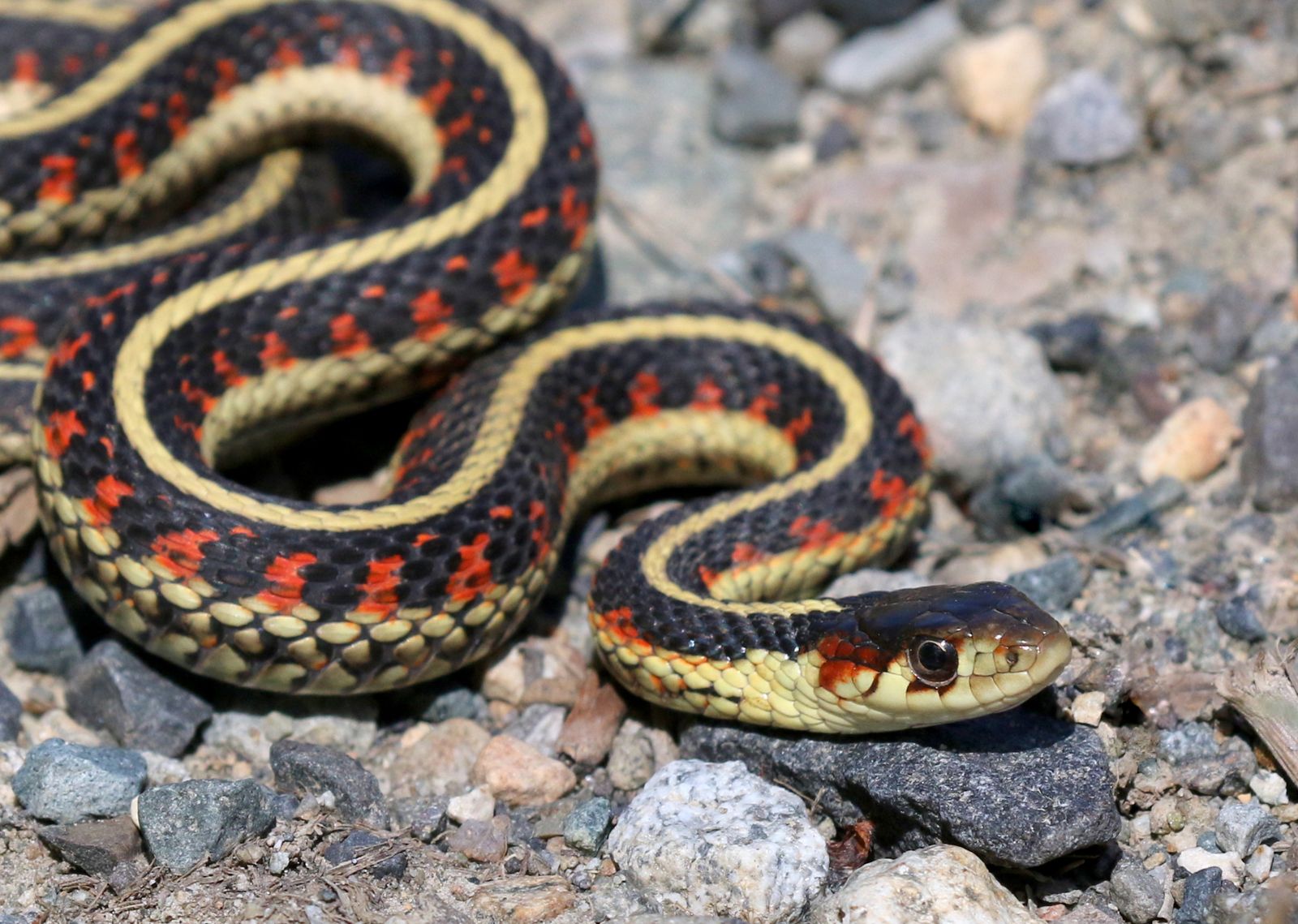 Garter Snake Feeding