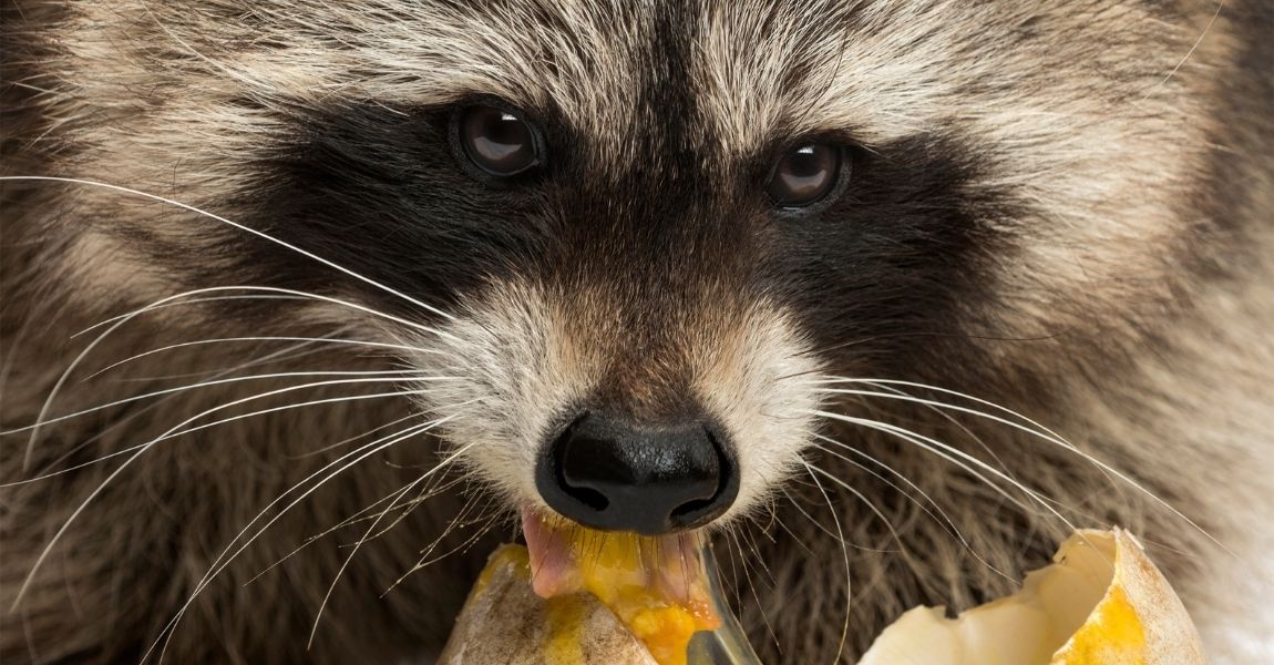 Essential Guide to Raccoon Diet: Discover Proven Foods for Healthy Habits in 2025