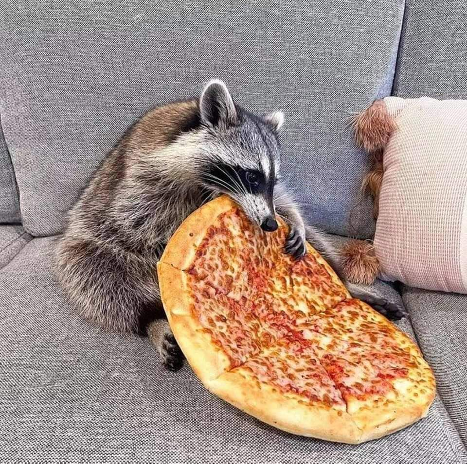 Raccoon Eating