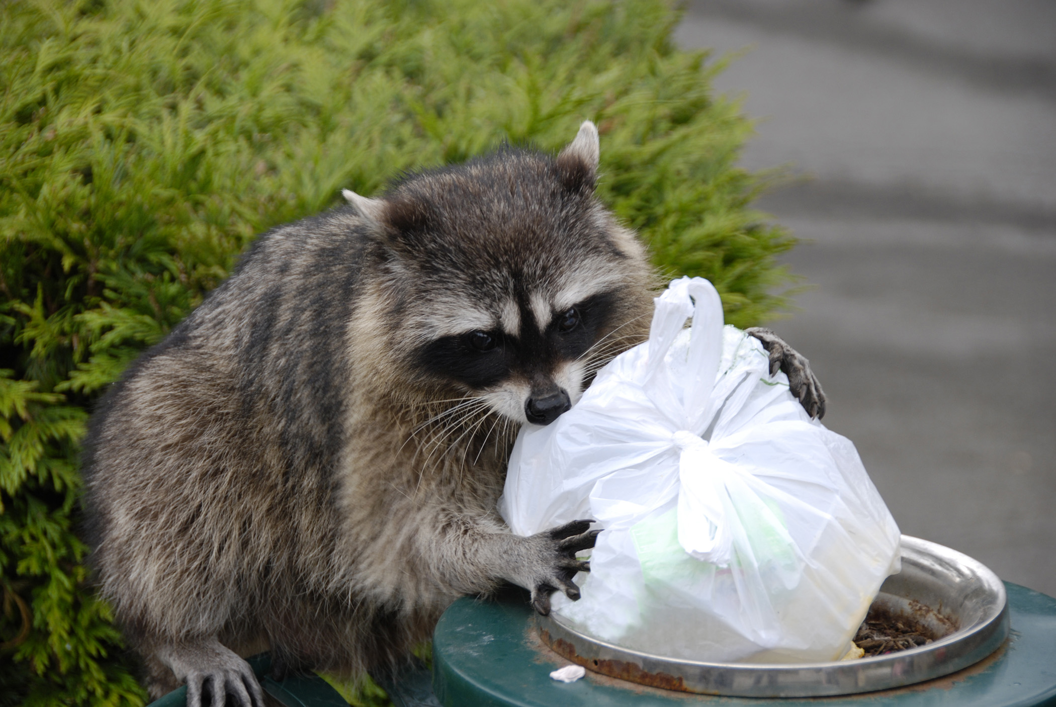 Raccoon foraging