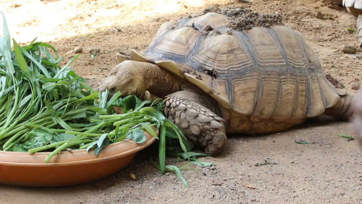 Sulcata Tortoise Diet