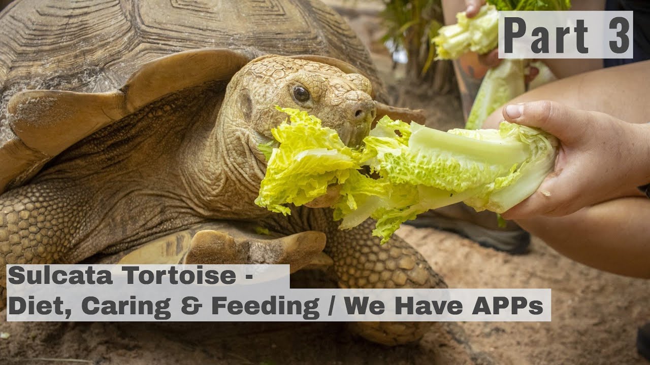 Healthy Sulcata Tortoise Diet