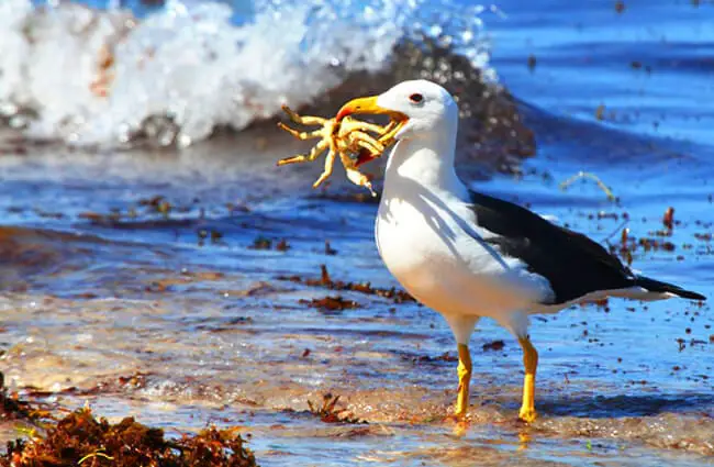 Best 5 Choices for Albatross Diet: Discover Their Remarkable Feeding Habits in 2025