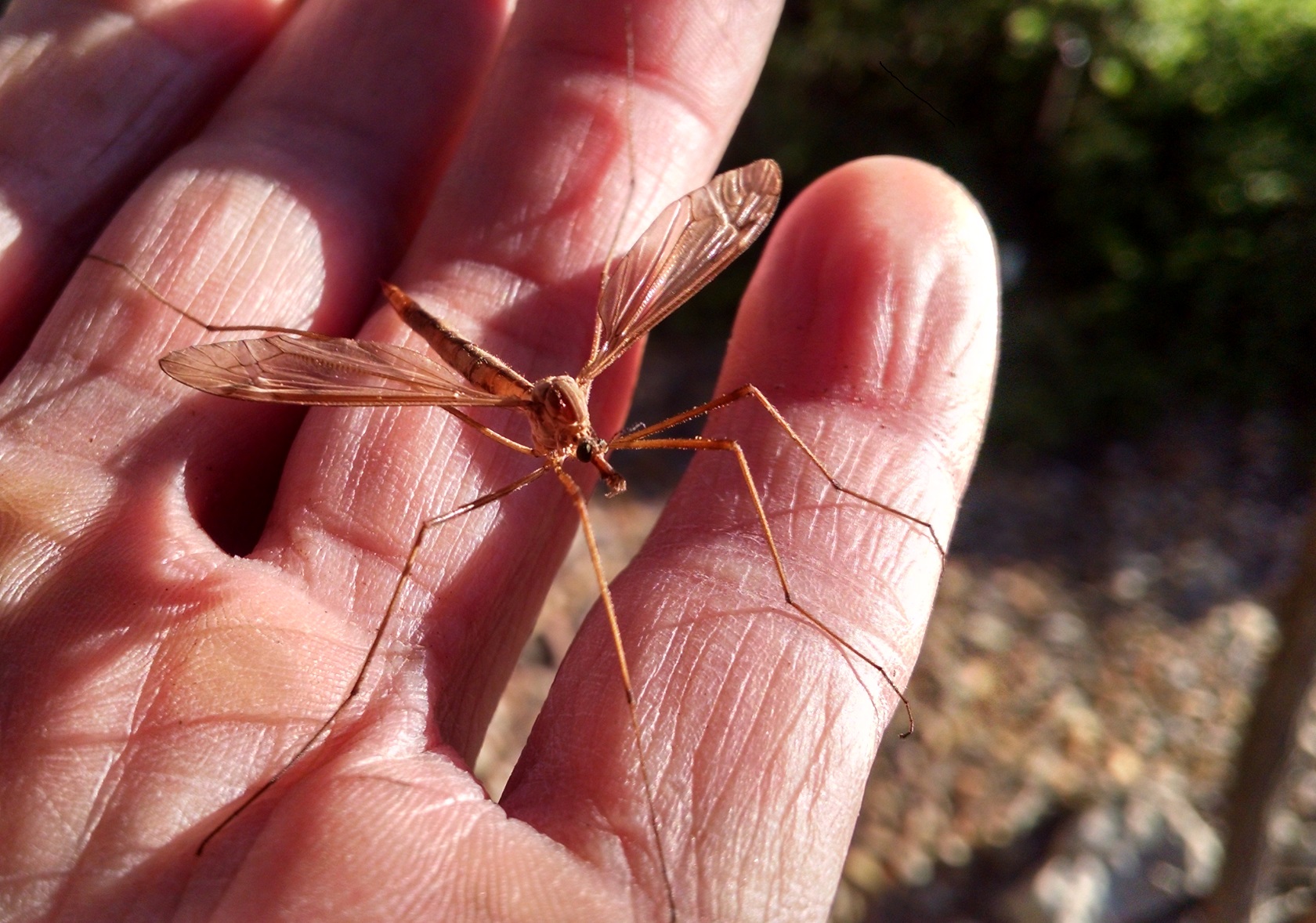 Essential Guide to Crane Fly Diet: Discover the Best Foods for These Unique Insects in 2025