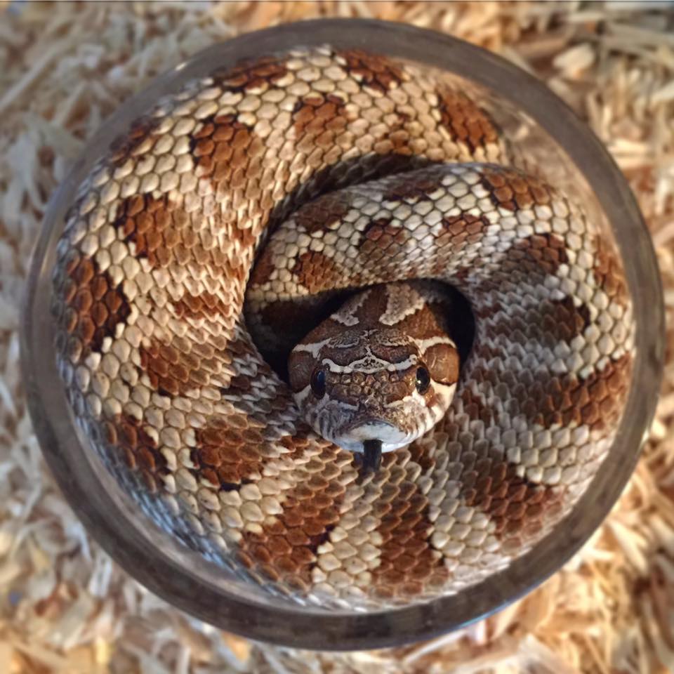 Hognose Snake