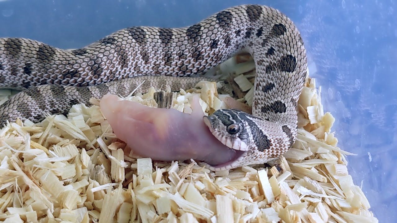 Hognose Snake Eating