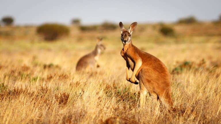 Effective Ways to Optimize Kangaroo Diet for Improved Health in 2025