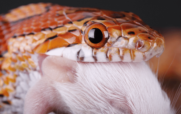 Essential Guide to Corn Snake Diet: Discover the Best Feeding Habits for 2025