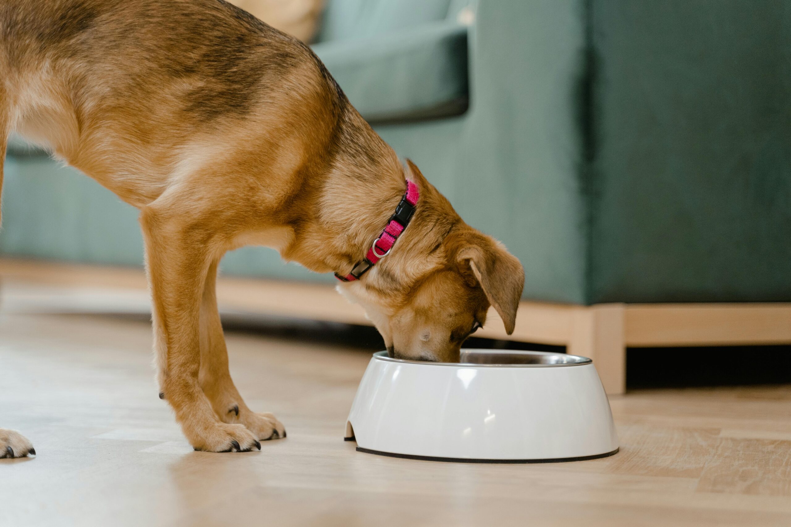 Top 5 Effective Solutions for Kidney Diet for Dogs in 2025: Improve Health Now