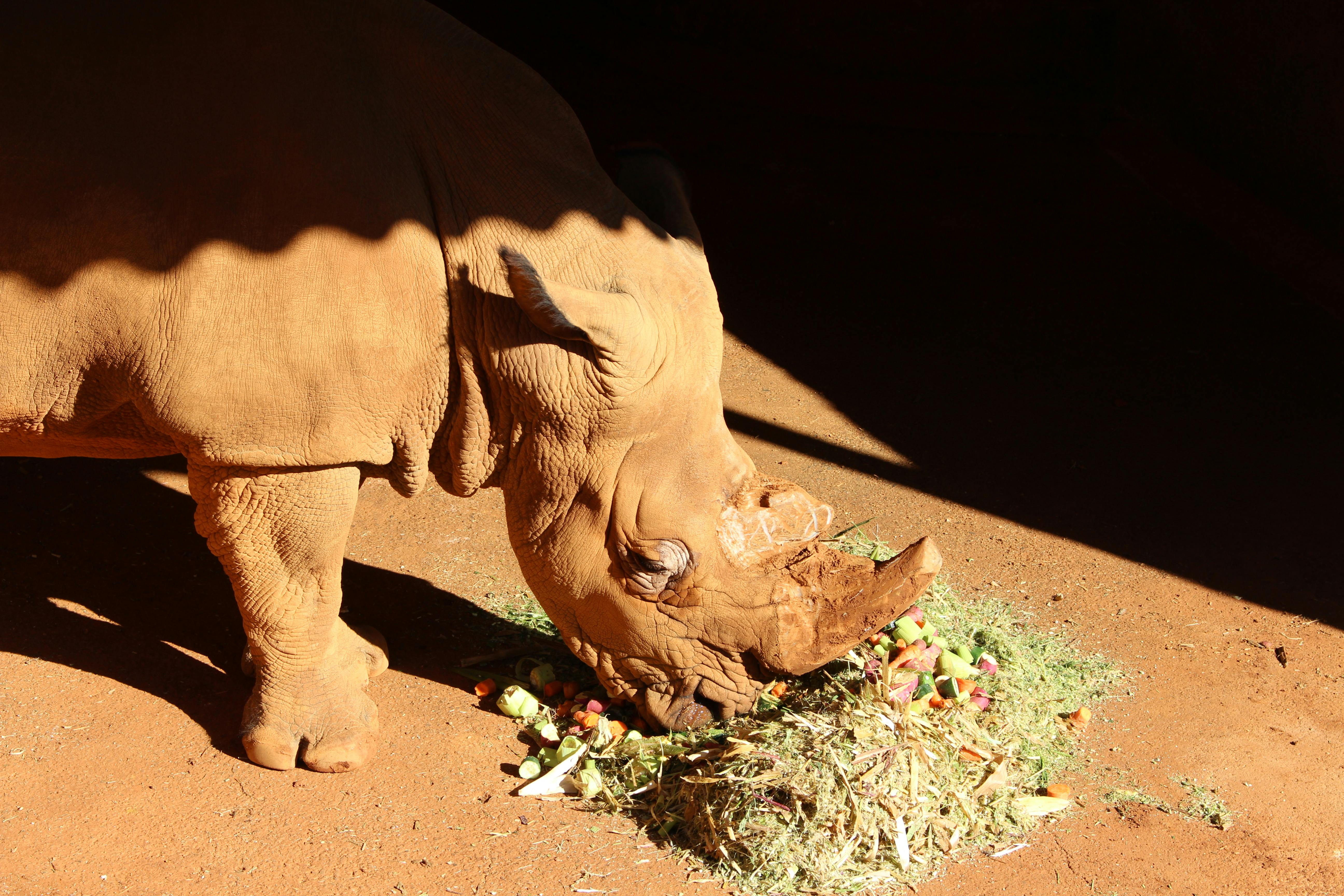 Triceratops feeding on prehistoric vegetation