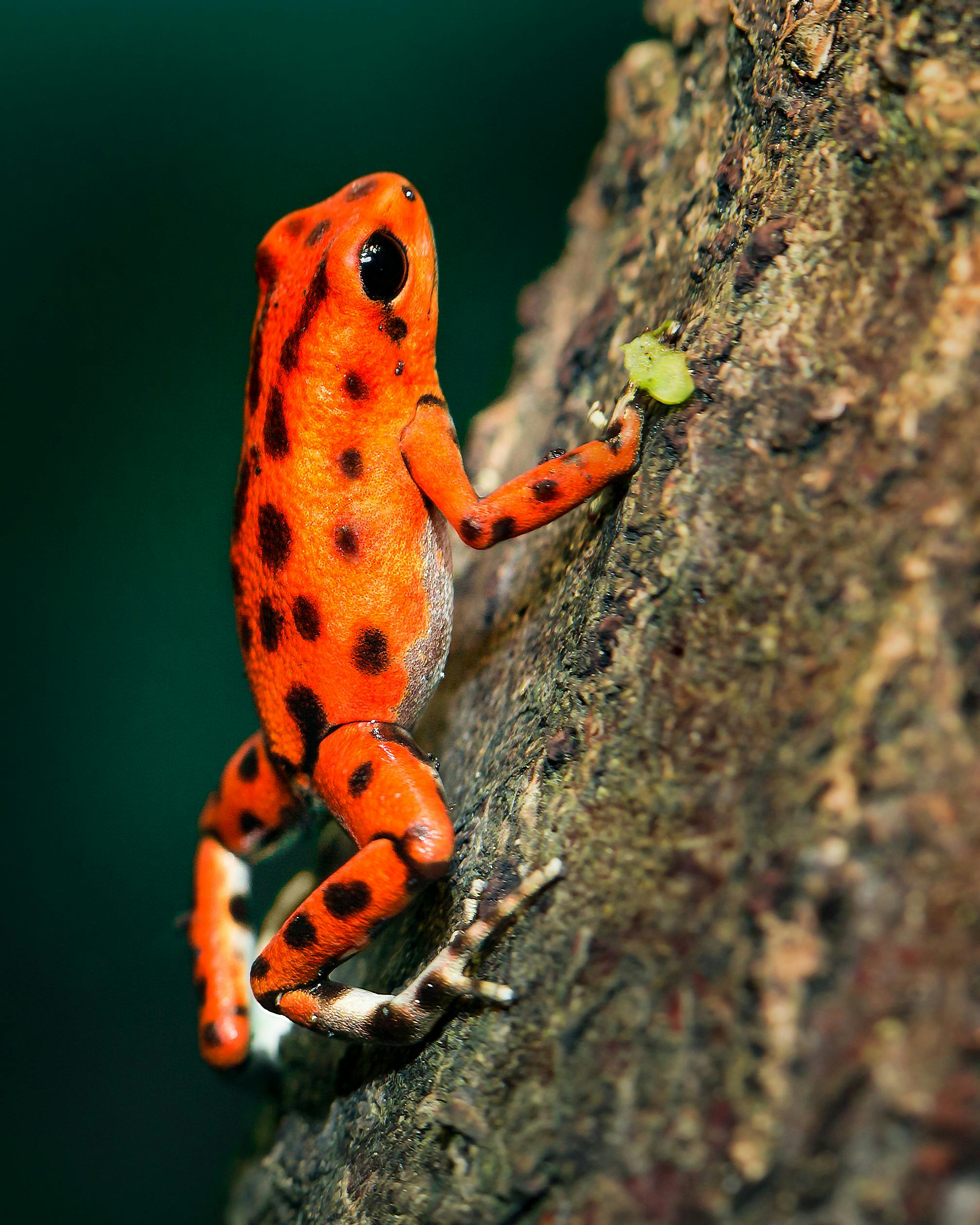 Effective Ways to Optimize Your Poison Dart Frog Diet in 2025