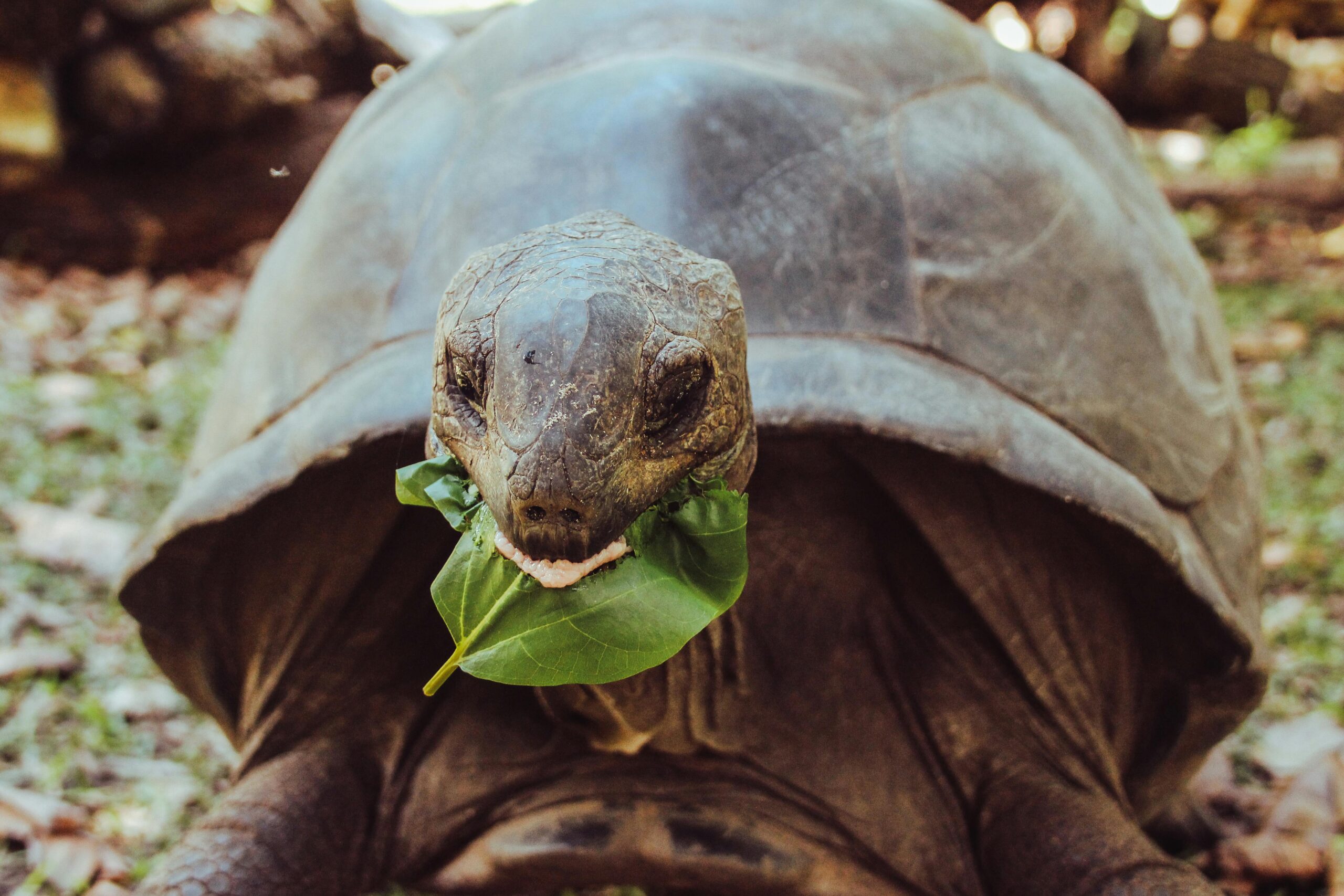 Effective Ways to Optimize Mazuri Tortoise Diet for Maximum Health in 2025